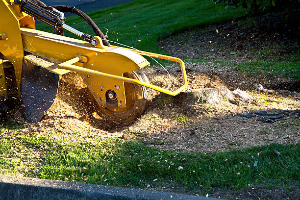 Best Lawn Grading and Leveling  in Stuart, IA