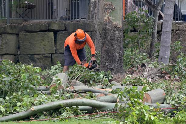 Best Tree Removal  in Stuart, IA