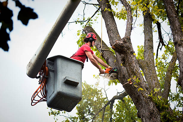 Best Storm Damage Tree Cleanup  in Stuart, IA